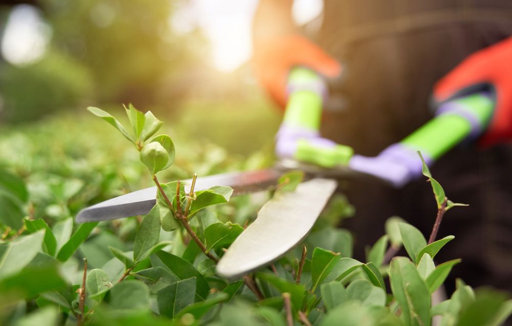 Gartenpflege und Grünpflege durch Haus und Beck im Ruhrgebiet